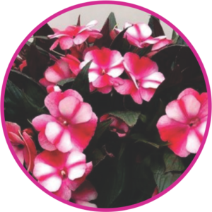 IMPATIENS SAMBA