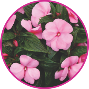 IMPATIENS