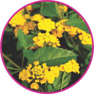 LANTANA AMARELA