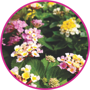 LANTANA MIX