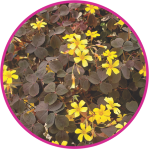 OXALIS/TREVINHO