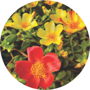 Portulaca Multicor