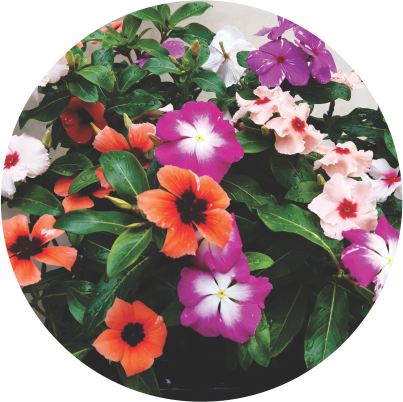Sunvinca