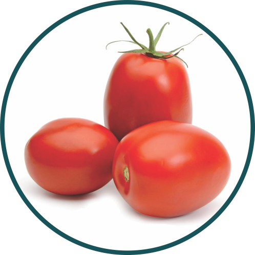 TOMATE HIBRIDO ITALIANO