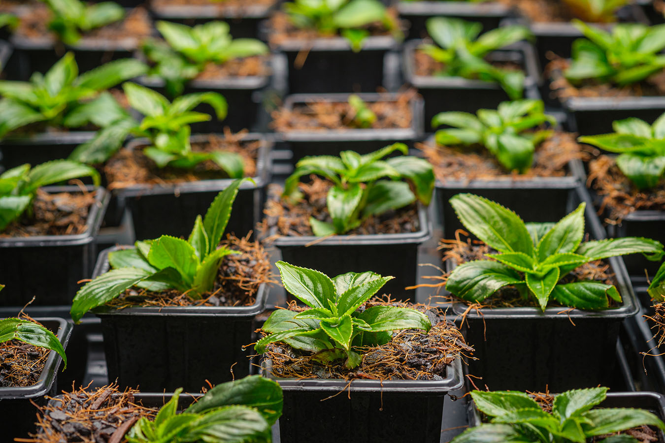 mudas de plantas para revenda