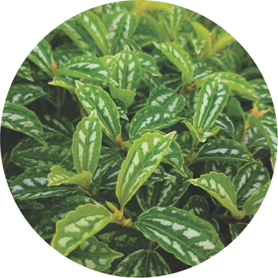 Pilea Ereta