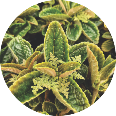 Pilea Rendinha