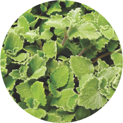 Plectranthus Cinza