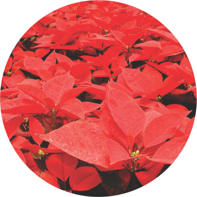 Poinsettia