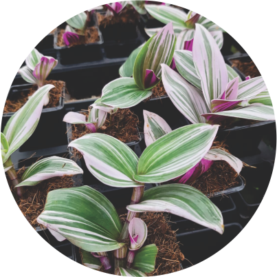 Tradescantia Rosa