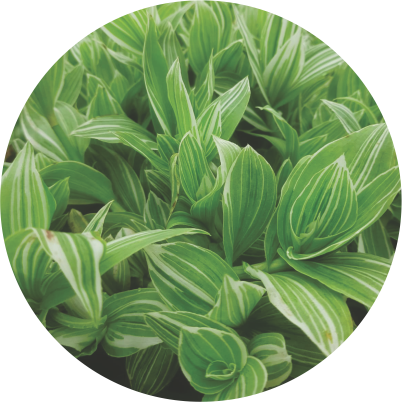Tradescantia Verde
