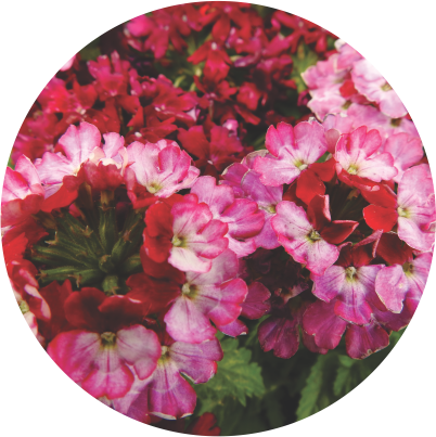Verbena Dark Drums