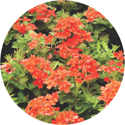 Verbena Lava-Lava