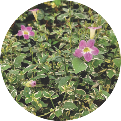 Vinca Áurea