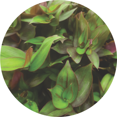 Tradescantia Vermelha