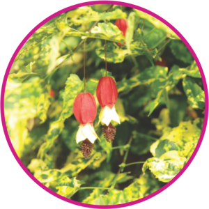 ABUTILON