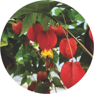 Abutilon sino de ouro