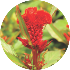 Celosia Cristata