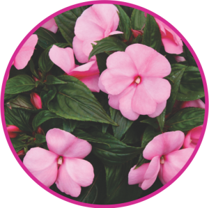 IMPATIENS