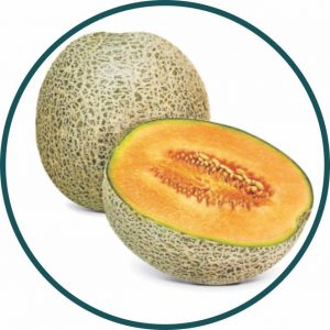 MELÃO HÍBRIDO CANTALOUPE