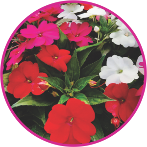 SUNPATIENS