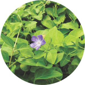 Vinca Verde