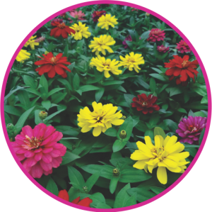 ZINNIA DOUBLE